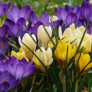 Offenders plant 55,000 crocus bulbs in York image